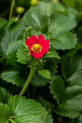 Fragaria x ananassa, rot (Aardbei) - afbeelding 1
