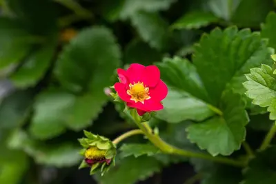 Fragaria x ananassa, rot (Aardbei) - afbeelding 2