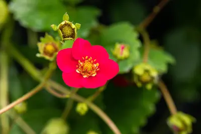 Fragaria x ananassa, rot (Aardbei) - afbeelding 3