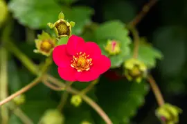 Fragaria x ananassa, rot (Aardbei) - afbeelding 3