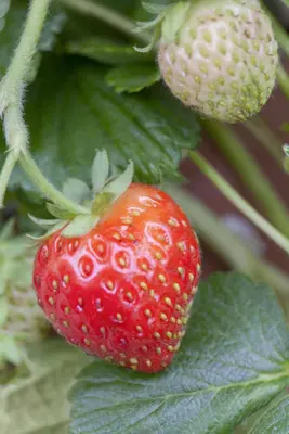 Fragaria x ananassa 'Senga®-Sengana®' (Aardbei 'Senga®-Sengana') - afbeelding 2