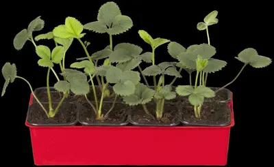 Fragaria x ananassa 'Senga®-Sengana®' (Aardbei 'Senga®-Sengana') - afbeelding 1