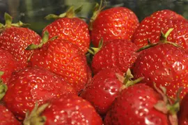 Fragaria x ananassa 'Senga®-Sengana®' (Aardbei 'Senga®-Sengana') - afbeelding 3
