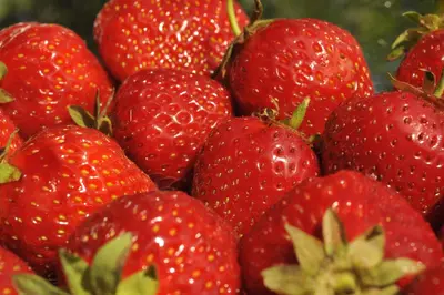 Fragaria x ananassa 'Senga®-Sengana®' (Aardbei 'Senga®-Sengana') - afbeelding 4