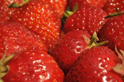 Fragaria x ananassa 'Senga®-Sengana®' (Aardbei 'Senga®-Sengana') - afbeelding 5