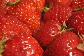 Fragaria x ananassa 'Senga®-Sengana®' (Aardbei 'Senga®-Sengana') - afbeelding 5