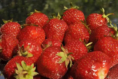 Fragaria x ananassa 'Senga®-Sengana®' (Aardbei 'Senga®-Sengana') - afbeelding 6