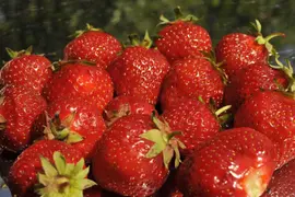 Fragaria x ananassa 'Senga®-Sengana®' (Aardbei 'Senga®-Sengana') - afbeelding 6