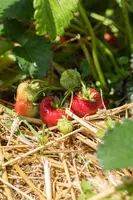 Fragaria x ananassa 'Sonata' (Aardbei 'Sonata') - afbeelding 4