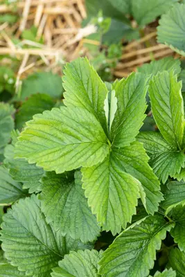 Fragaria x ananassa 'Sonata' (Aardbei 'Sonata') - afbeelding 7