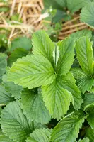 Fragaria x ananassa 'Sonata' (Aardbei 'Sonata') - afbeelding 7