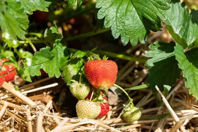 Fragaria x ananassa 'Sonata' (Aardbei 'Sonata') - afbeelding 1