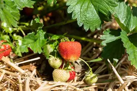 Fragaria x ananassa 'Sonata' (Aardbei 'Sonata') - afbeelding 1