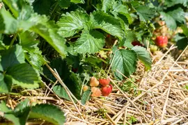 Fragaria x ananassa 'Sonata' (Aardbei 'Sonata') - afbeelding 2