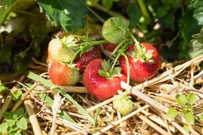 Fragaria x ananassa 'Sonata' (Aardbei 'Sonata') - afbeelding 3