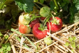 Fragaria x ananassa 'Sonata' (Aardbei 'Sonata') - afbeelding 3
