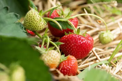 Fragaria x ananassa 'Sonata' (Aardbei 'Sonata') - afbeelding 5