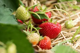 Fragaria x ananassa 'Sonata' (Aardbei 'Sonata') - afbeelding 5
