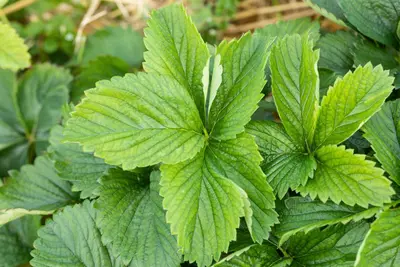 Fragaria x ananassa 'Sonata' (Aardbei 'Sonata') - afbeelding 6