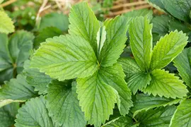 Fragaria x ananassa 'Sonata' (Aardbei 'Sonata') - afbeelding 6