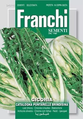 Franchi sementi zaden cichorei, cicoria catalogna puntarella brindisina - afbeelding 1