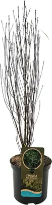 Frangula alnus 'Ron Williams' (Gewone vuilboom) 60cm - afbeelding 3