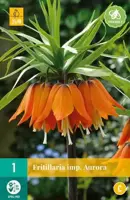 Fritillaria imp. Aurora 1 stuks - afbeelding 2