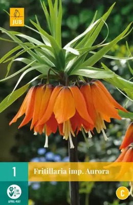 Fritillaria imp. Aurora 1 stuks - afbeelding 1