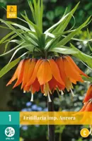 Fritillaria imp. Aurora 1 stuks - afbeelding 1