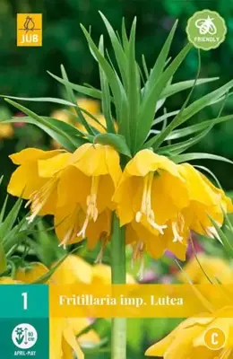 Fritillaria imp. Lutea 1 stuks - afbeelding 2