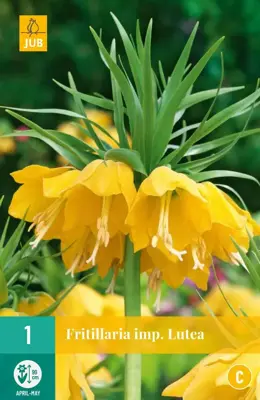 Fritillaria imp. Lutea 1 stuks - afbeelding 1