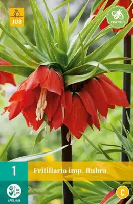 Fritillaria imp. Rubra 1 stuks - afbeelding 2