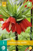 Fritillaria imp. Rubra 1 stuks - afbeelding 2
