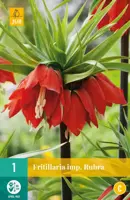 Fritillaria imp. Rubra 1 stuks - afbeelding 1
