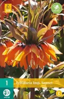 Fritillaria imp. sunset 1 bloembollen - afbeelding 2