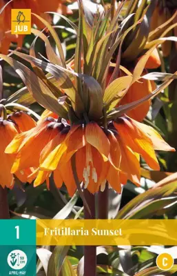 Fritillaria imp. sunset 1 bloembollen - afbeelding 1