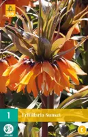 Fritillaria imp. sunset 1 bloembollen kopen?