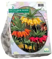 Fritillaria imperialis mix 3 stuks kopen?