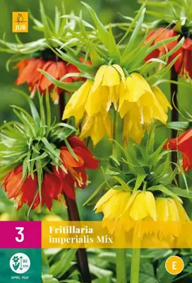 Fritillaria imperialis mix 3 stuks - afbeelding 1