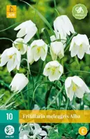 Fritillaria meleagris Alba 10 stuks kopen?