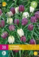 Fritillaria meleagris mix 30 bloembollen - afbeelding 2