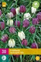 Fritillaria meleagris mix 30 bloembollen kopen?
