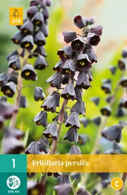 Fritillaria persica 1 stuks - afbeelding 1