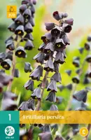 Fritillaria persica 1 stuks - afbeelding 1