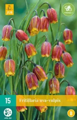 Fritillaria uva-vulpis 15 stuks - afbeelding 1
