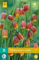 Fritillaria uva-vulpis 15 stuks - afbeelding 1