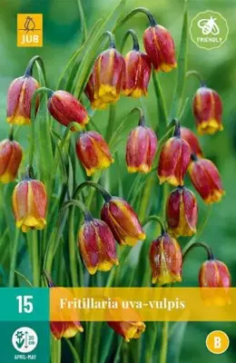 Fritillaria uva-vulpis 15 stuks - afbeelding 2