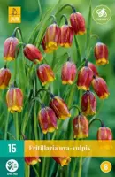 Fritillaria uva-vulpis 15 stuks - afbeelding 2