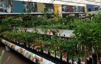 Fruitplanten & -bomen