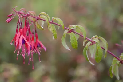 Fuchsia (Fuchsia) - afbeelding 2
